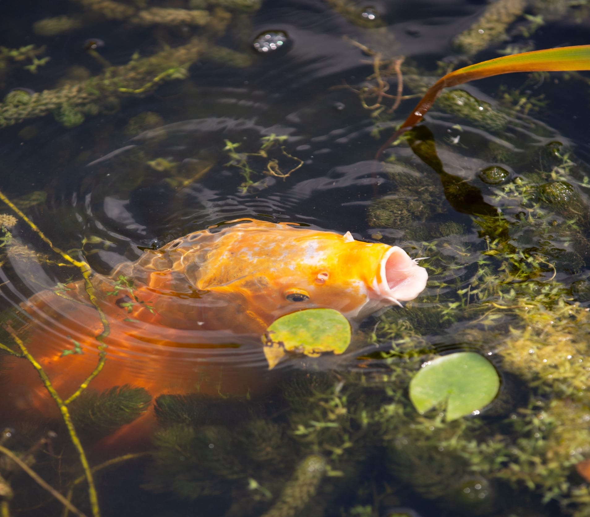 A koi fish in a pond with it